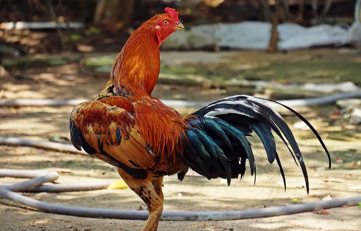 Harga Jual Ayam Bangkok Petarung