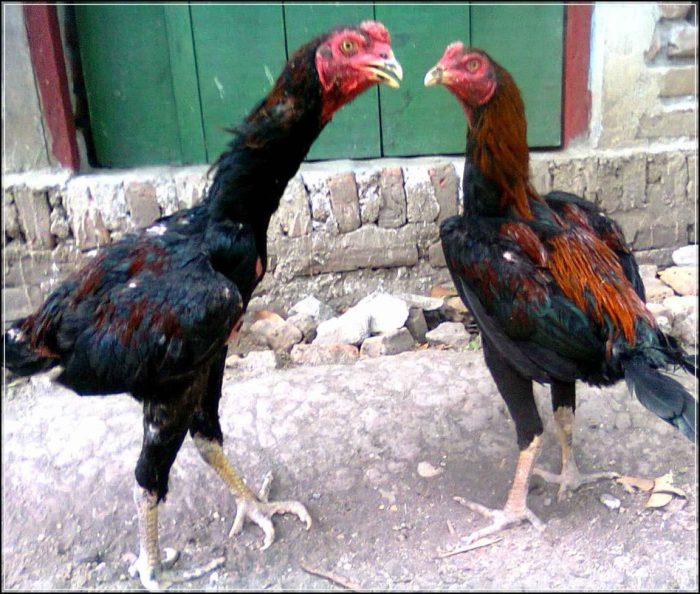 Cara Mengawinkan Ayam Bangkok