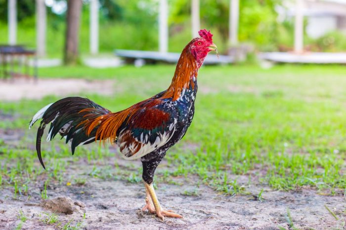Ayam Bangkok Birma Vs Thailand