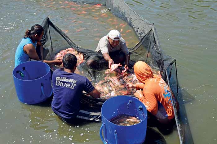 Nila ikan panen budidaya pasca hasil