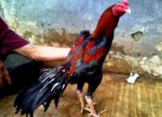 Harga Jual Ayam Bangkok Petarung