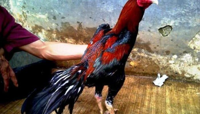 Harga Jual Ayam Bangkok Petarung