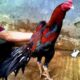 Harga jual ayam bangkok petarung