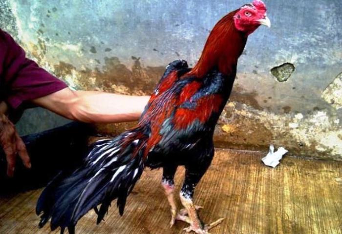 Modal Budidaya Ayam Bangkok