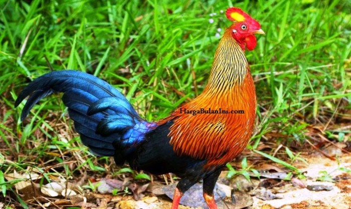 Supplier ayam hutan terpercaya