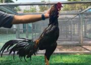 Usia Ideal Kawin Ayam Bangkok
