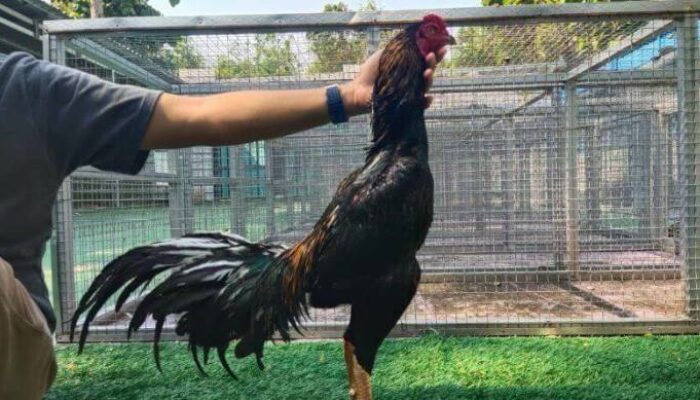 Usia Ideal Kawin Ayam Bangkok