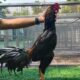Ayam bangkok kawin ala amerika kandang merawat cepat membangun