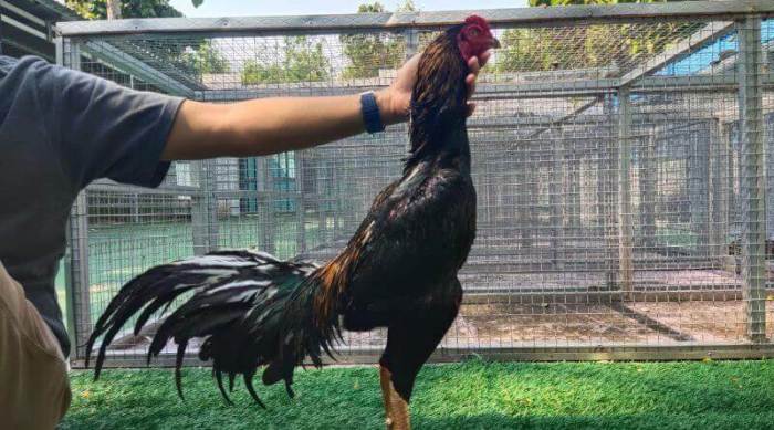 Ayam bangkok kawin ala amerika kandang merawat cepat membangun