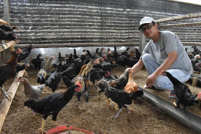 Hama pengganggu ayam kampung