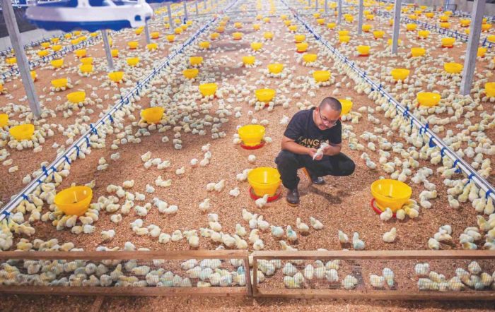 Teknologi ternak ayam kampung