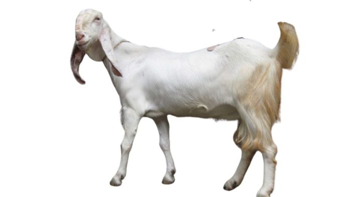 Kambing Etawa Cepat Panen