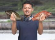 Ternak Nila Tanpa Aerator