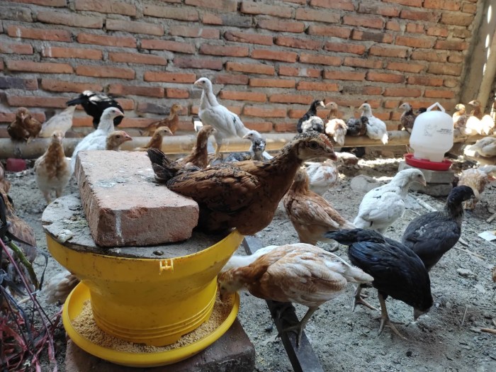 Budidaya ayam kampung tanpa ribet