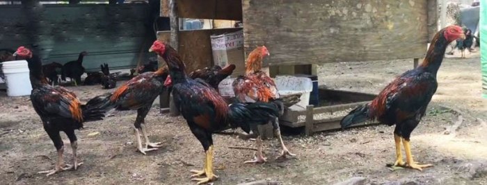 Cara Mengawinkan Ayam Bangkok