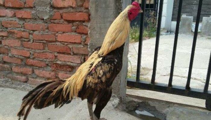 Ayam Bangkok Birma Vs Thailand