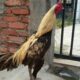 Ayam bangkok birma vs thailand