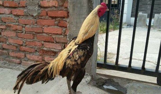 Ayam bangkok birma vs thailand