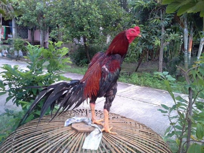Senam Kaki Ayam Bangkok