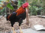 Vitamin Untuk Ayam Bangkok