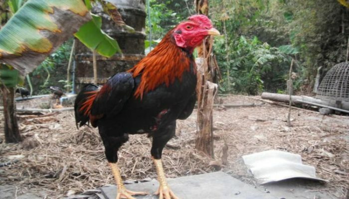 Penyakit Ayam Bangkok Dan Obatnya