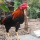 Penyakit ayam bangkok dan obatnya