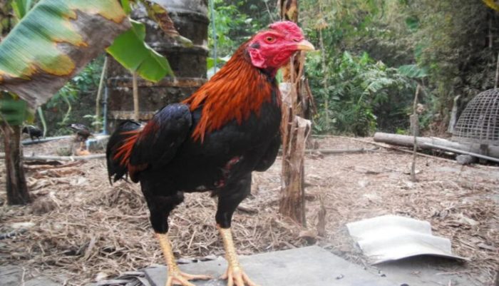 Penyakit ayam bangkok dan obatnya