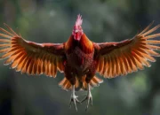 Cara Menjinakkan Ayam Hutan Liar