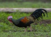 Peluang Bisnis Budidaya Ayam Hutan