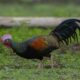 Tempat beli ayam hutan online
