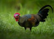 Budidaya Ayam Hutan di Sumatra
