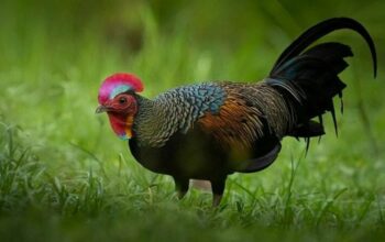 Legalitas budidaya ayam hutan