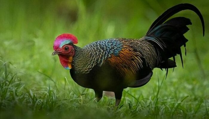 Budidaya Ayam Hutan di Sumatra