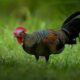 Legalitas budidaya ayam hutan