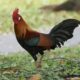 Mitos dan fakta ayam hutan