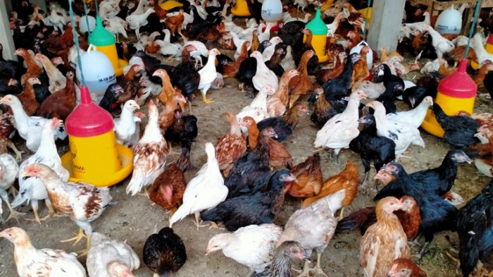 Ayam Kampung Tidak Mau Makan