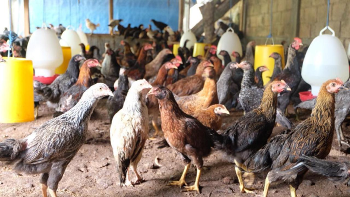 Ayam kampung ternak rumahan kecil modal untung besar drh rachman marsya Ayam kampung ternak rumahan kecil modal untung besar drh rachman marsya