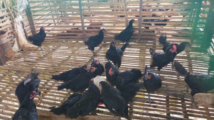 Cegah Kematian Ayam Kampung