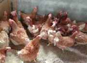 Ayam Kampung Petelur