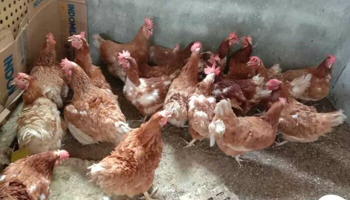 Ayam Kampung Petelur
