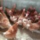Ayam kampung petelur