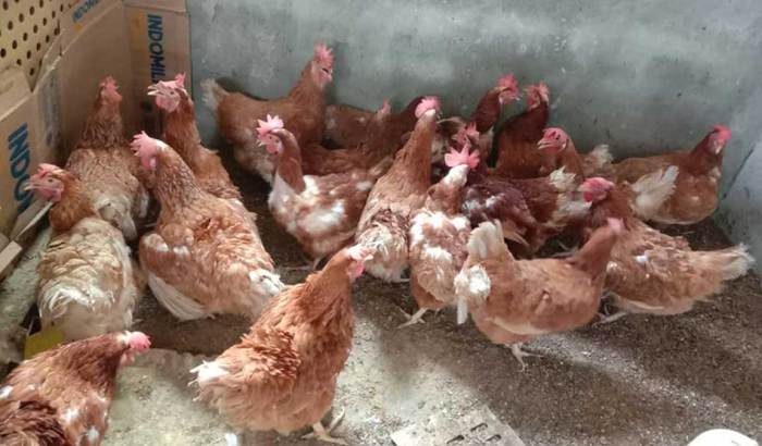 Ayam kampung petelur