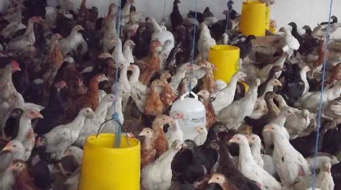 Ternakan ayam kampung kursus agro farm Ternak ayam kampung pedaging