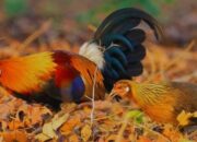 Peternak Ayam Hutan di Bogor