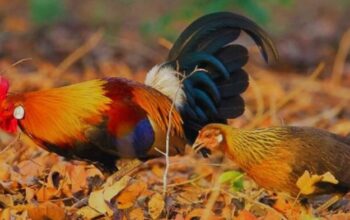Budidaya ayam hutan organik