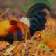 Budidaya ayam hutan organik