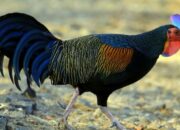 Investasi Ternak Ayam Hutan Menguntungkan
