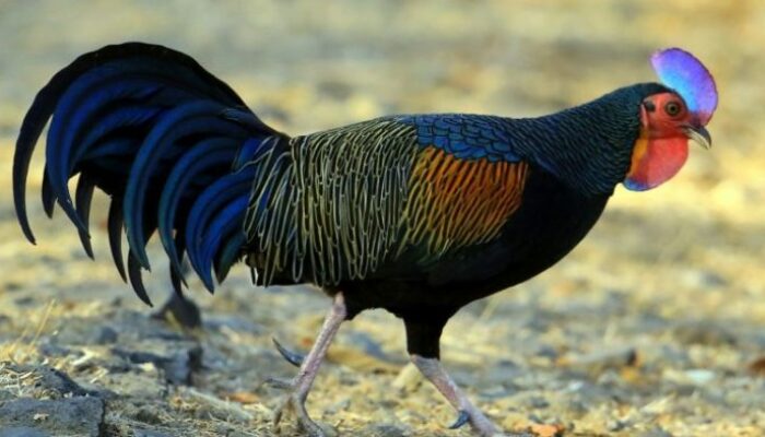 Pakan Terbaik Untuk Ayam Hutan