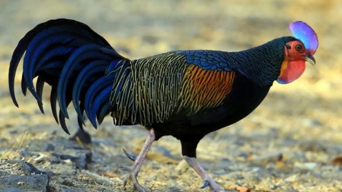 Investasi ternak ayam hutan menguntungkan