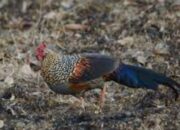 Tempat Beli Ayam Hutan Online